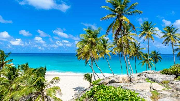 vue sur les palmier en bord de mer 