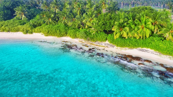 vue sur les palmiers au bord de l'eau 