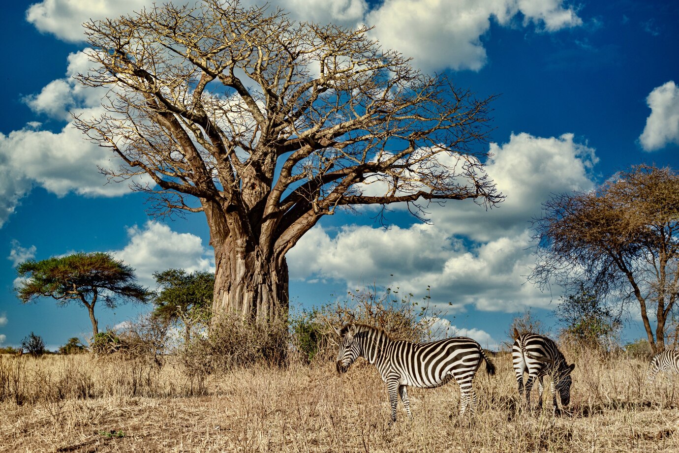 photo de deux zebres au milieu d'arbre